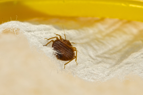 Bed bugs in upholstery